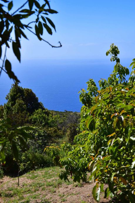 Avocadob�ume mit fantastischem Meerblick