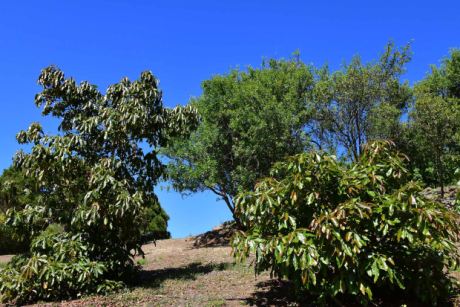 Avocadob�ume