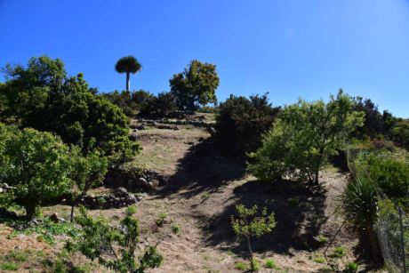 Avocado- und Mandelb�ume