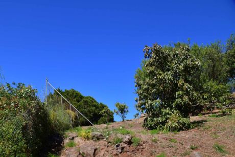 Avocado- und Mandelb�ume