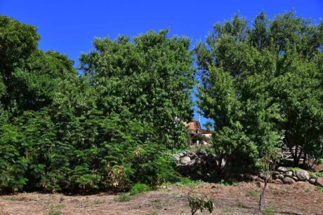 Avocado- und Mandelb�ume